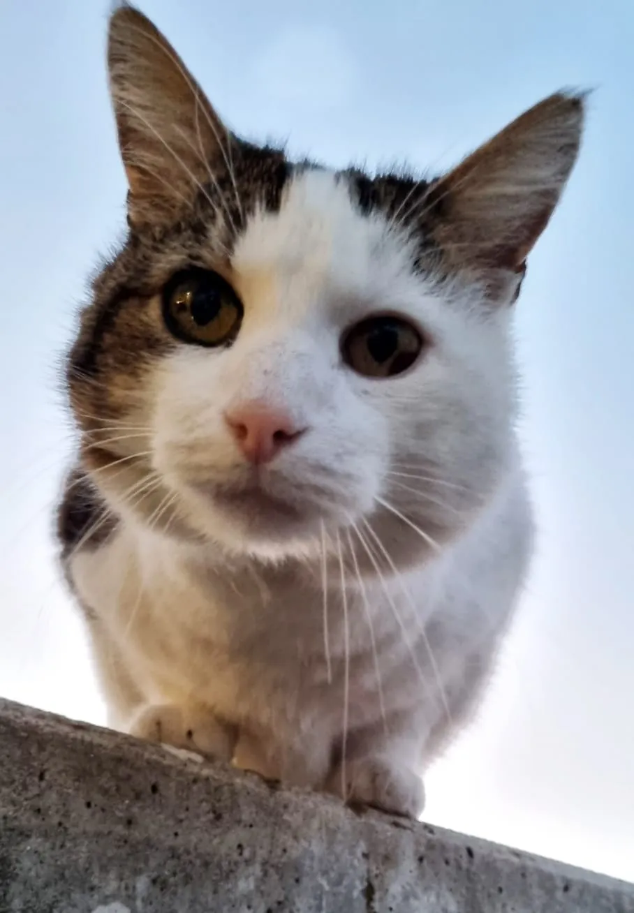 Fotovorlage: weisse Katze mit grau-schwarz getigerten Flecken auf Kopf und Ohren, die von einer Mauer herab in die Kamera blickt, vor blauem Himmel.
