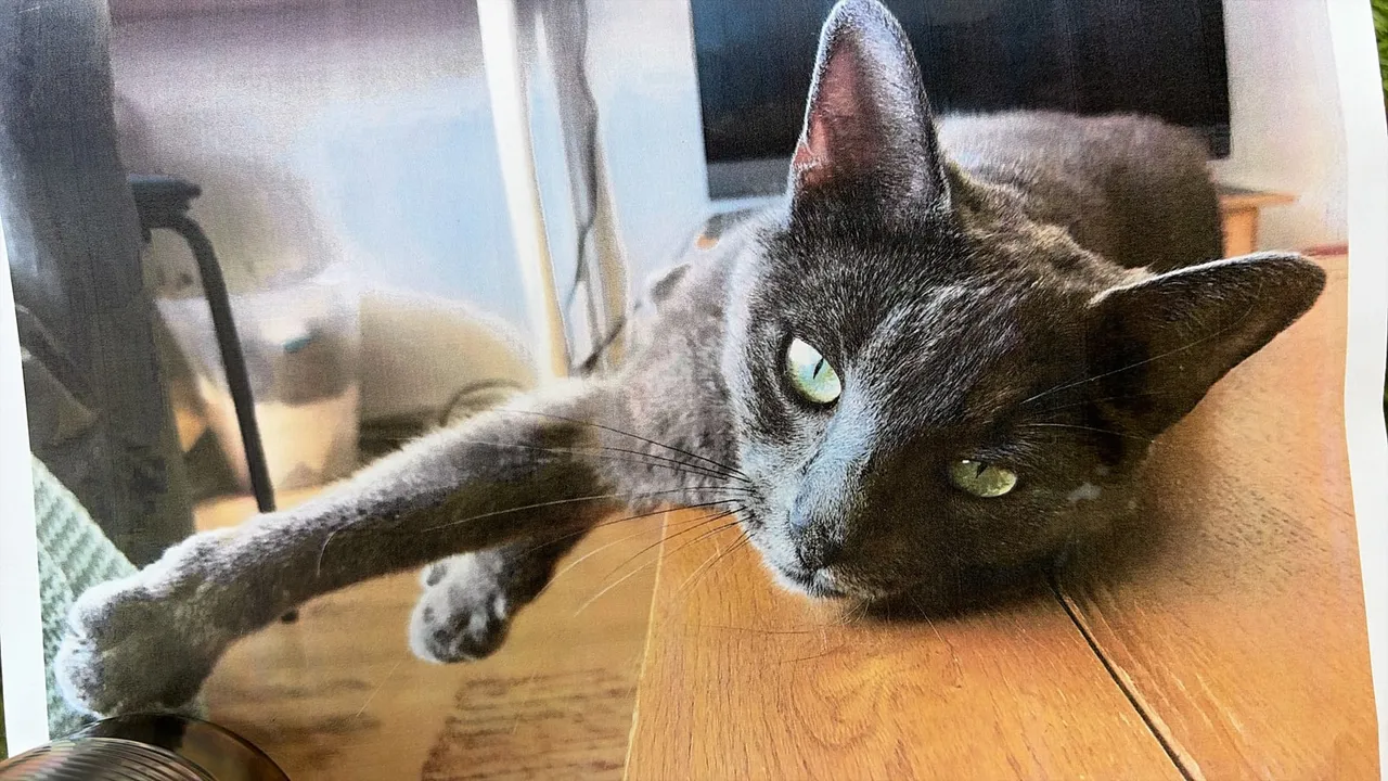 Fotovorlage: graue Katze mit grünen Augen, die ausgestreckt auf einem Holztisch liegt und eine Vorderpfote weit nach vorne streckt (abfotografierter Ausdruck).