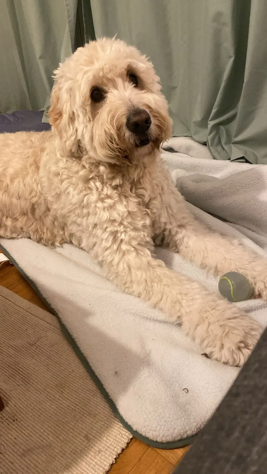 Fotovorlage: heller, gelockter Hund, der auf einer weissen Fleecedecke liegt und mit schräg gelegtem Kopf in die Kamera schaut; neben der Pfote ein Tennisball, dahinter ein mintgrüner Vorhang.