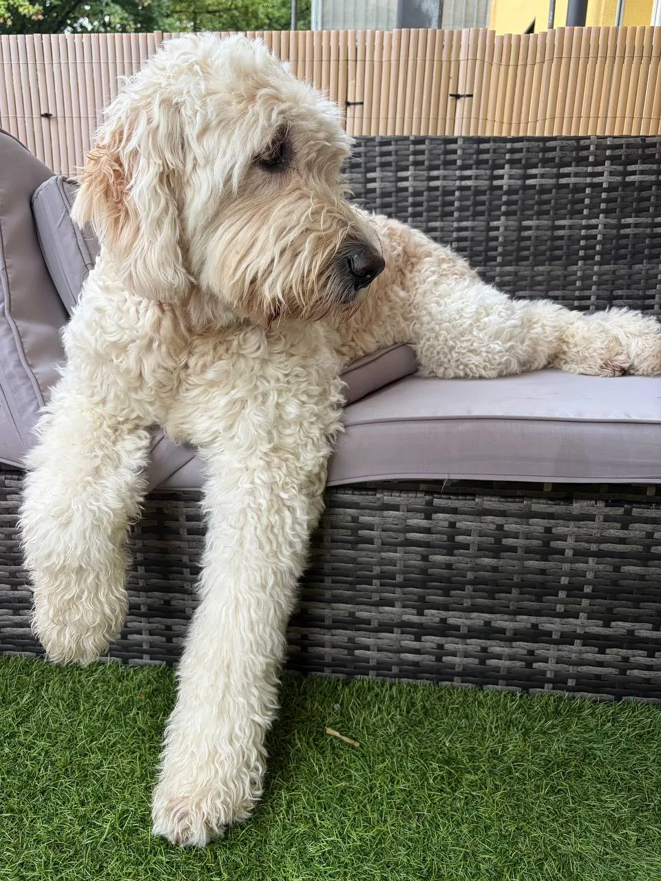 Fotovorlage: heller, gelockter Hund, der auf einem grauen Geflechtsofa liegt, die Vorderbeine über die Kante hängen lässt und zur Seite blickt; davor Kunstrasen.