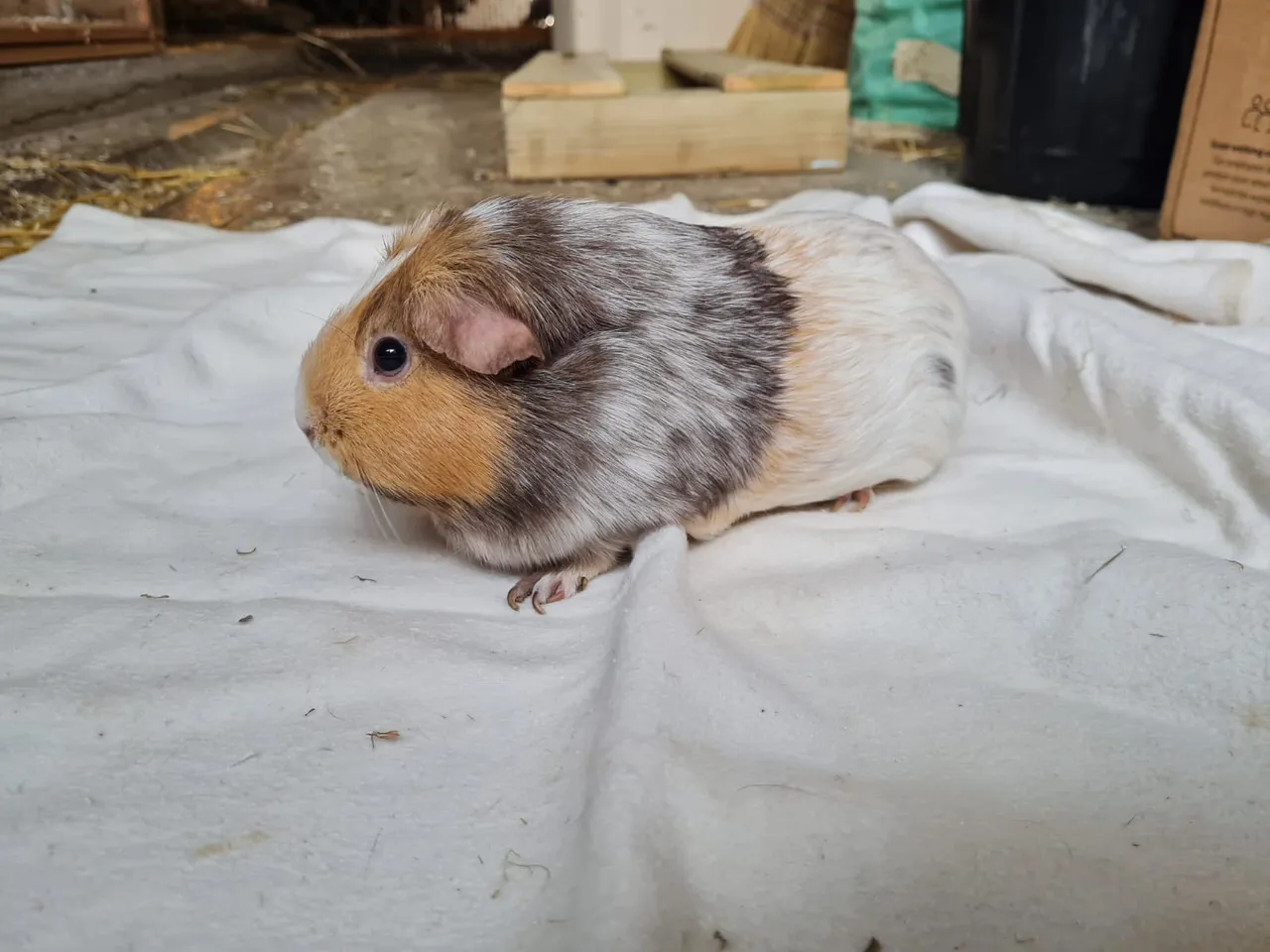 Fotovorlage: dreifarbiges Meerschweinchen mit orangem Gesicht, grau meliertem Rücken und hellem Hinterteil, im Profil auf einem weissen Tuch.