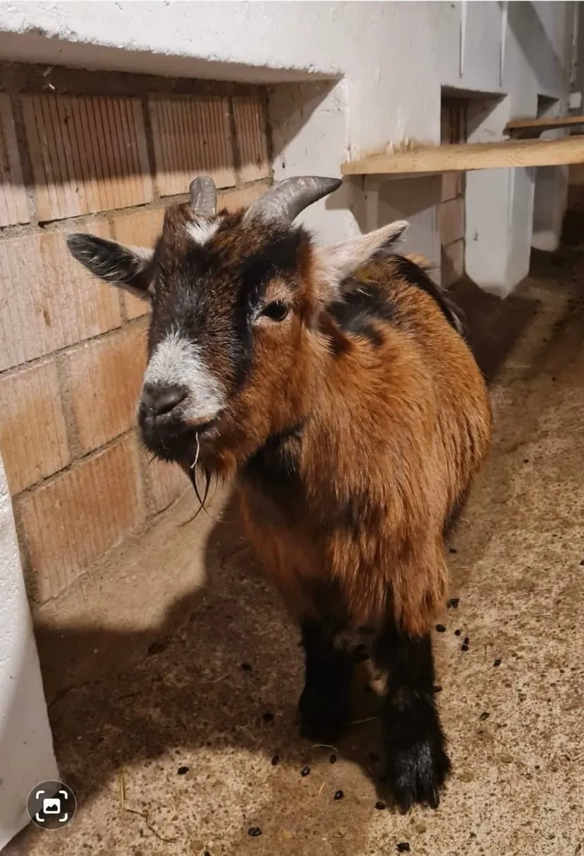 Fotovorlage: braune Ziege mit schwarzen Beinen, weissem Maul und kleinen Hörnern, die im Stall vor einer Backsteinmauer steht und in die Kamera blickt.
